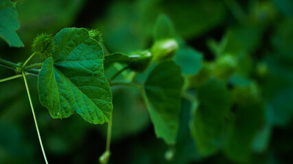 Passiflora foetida, Bush Passion Fruit, Foetid Passion Flower, Granadilla Cimarrona, Hispid granadilla, Love-In-A-Mist Passionflower, Mossy Passionflower, Running Pop, Stinking Granadilla