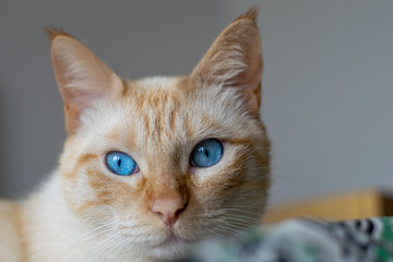 White and Yellow cat with blue eyes