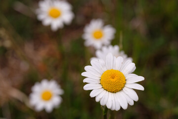 white daisies in a field