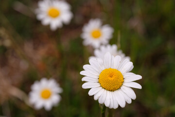 Fototapeta premium white daisies in a field