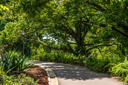 Singapore Botanic Gardens