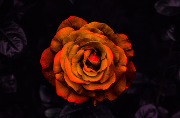 orange wild huge beautiful rose flower macro blossom