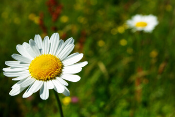 Fototapeta premium Beautiful wild flower daisy