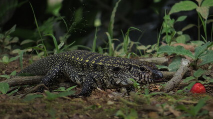 lizard on the ground