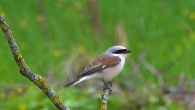 Long-tailed shrike sits on a dry branch in a meadow.
