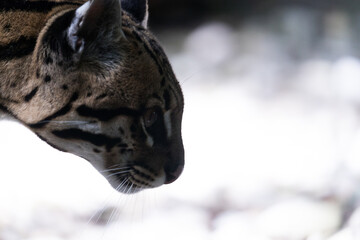 right side portrait of the ocelot