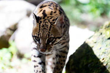 ocelot walking in the woods near a fallen trunk