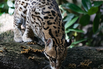 ocelot walking in the woods near a fallen trunk
