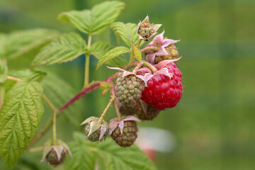 Raspberry berries ripen on a branch of a bush