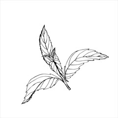 Vector illustration of a mint plant. Sprig leaf hand-drawn in ink. Black-white isolated botanical element on a white background. It is used in medicine, cooking as an aromatic nutrient.