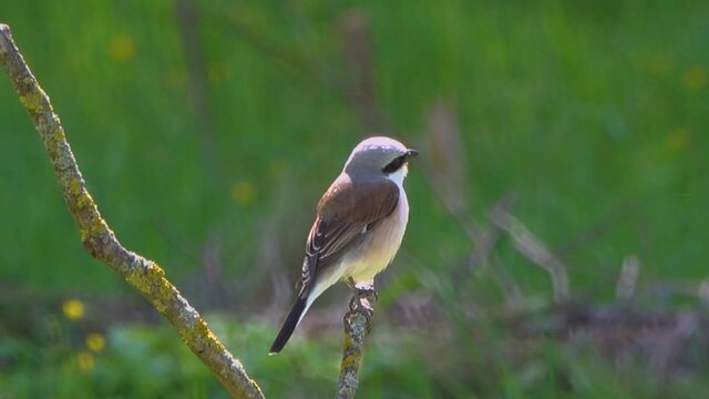 Long-tailed shrike sits on a dry branch in a meadow.