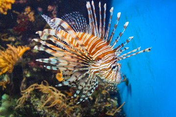 Red Lionfish - Beautiful And Dangerous Animals. A Very Dangerous Fish Of The Caribbean Sea