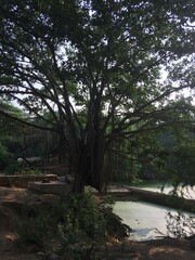 Big Tree on bank of pond covered by moss