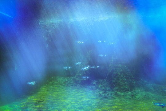Incredible Underwater Photos. A Few Penguins Are Swimming Underwater In The Rays Of Light Shining Through The Water.