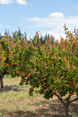 Fototapeta na wymiar apricot on a tree