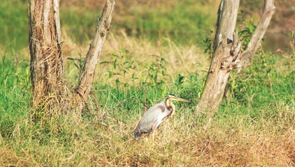Close up look of great blue heron with Green Grass Background