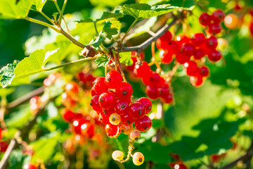 Fototapeta premium Red currant on the bush at village garden