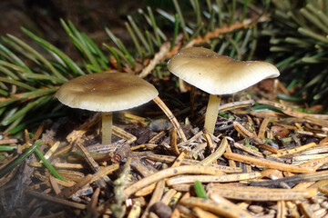 kleine pilze im wald