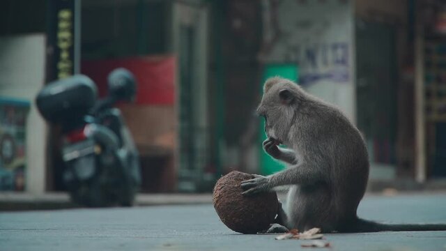 funny monkey sitting on street of Balian Ubud and eating coconut