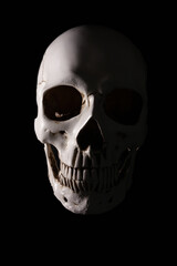 White human skull on black background, one half lit, one half in the shadow
