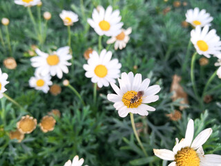 bee on a flower daisy 