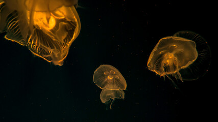 Beautiful jellyfish moving through the water neon lights in aquarium.