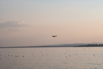 Alone gull flying in the sunset silhouette