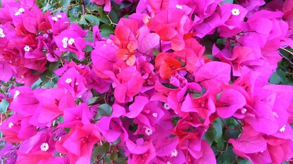 Obraz premium Closeup of Pink and Red Bougainvillea