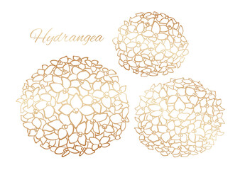 Golden outline hydrangea, vector isolated clip art