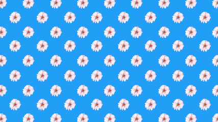 seamless background of white cherry flowers isolated on blue