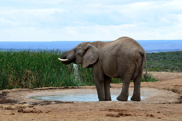 Elefant am Wasserloch trinkend im Addo Elephant Nationalpark