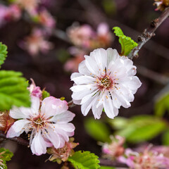 fading sakura flowers