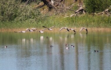 kaczki © Anya Photography