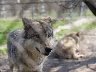 Fototapeta premium Wolf behind grid in cage