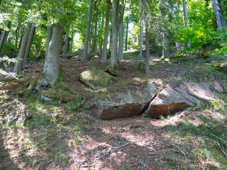 Forêt 