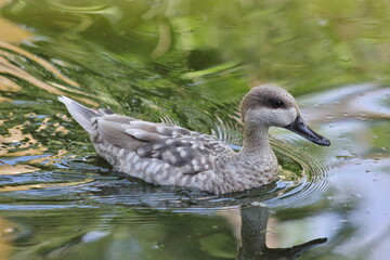 kaczka © Anya Photography