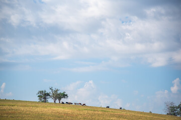 Obraz premium Extensive cattle ranching in fields in southern Brazil
