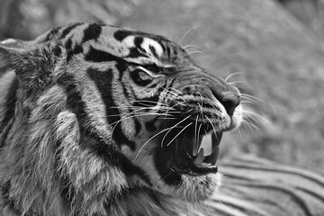 tygrys © Anya Photography