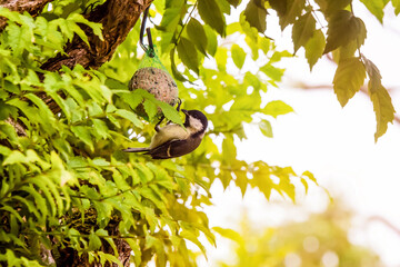 tit eating in the garden