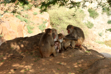 group of monkeys