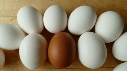 white chicken eggs and one brown egg