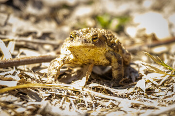 European common toad (Bufo bufo)