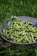 Pea crops in a rustic tin bowl in the grass
