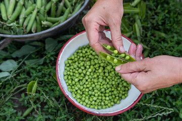 Naklejka na ściany i meble Woman peels pea crops - in the background a tin bowl and enameled bowl with peas