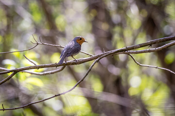 European robin (Erithacus rubecula) in the foresst