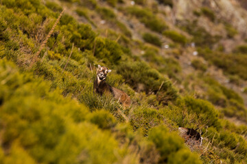 Mouflons in Capcir, Pyrenees, France