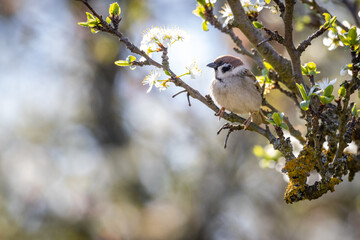 Eurasian tree sparrow (Passer montanus)