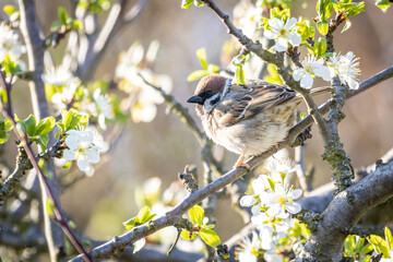 Eurasian tree sparrow (Passer montanus)
