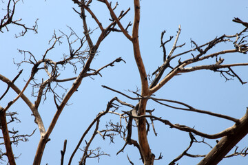 tree branches against blue sky