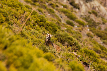 Mouflons in Capcir, Pyrenees, France